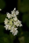 Sweet cicely <BR>Anise-root <BR>longstyle sweetroot